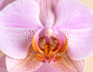 Fototapeta premium light pink orchid blossoms with subtle veining and speckled details is artfully arranged on a soft peach background. The flowers exhibit intricate orange and white centers
