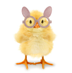 Crazy cute chick is wearing bunny ears Easter glasses isolated on white background funny concept photo. Baby chicken character poster