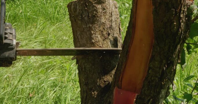 A man carefully cuts down the trunk of an old apple tree with a chainsaw, methodically removing the bark with precise, controlled movements. A man cutting down an old apple tree.
