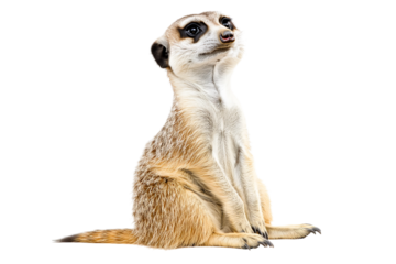 A curious meerkat sitting upright, showcasing its vibrant fur and attentive expression.
