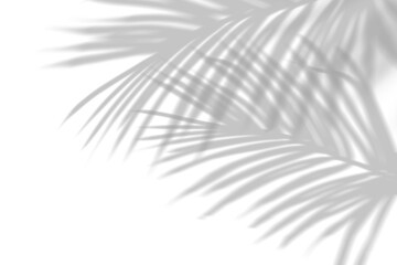 Fototapeta premium Leaf shadow, palm tree leaves shadow 