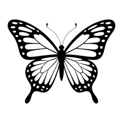 Black and white butterfly with detailed wings and antennae insect