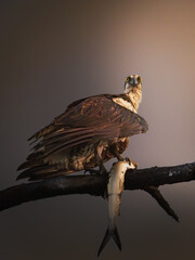 A detailed wildlife photograph of an osprey perched on a tree branch, captured in natural light in Florida. The image highlights the bird’s sharp gaze, intricate feather details