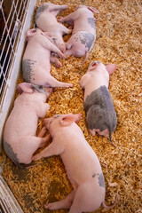 Group of piglets lying together on wood shavings in a livestock pen
