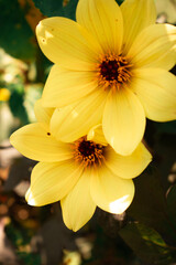 vibrant yellow flowers with dark brown centers, sunlit and overlapping, set against lush green leaves—radiating a warm, summery charm.