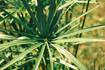 Papyrus plant with radiant green leaves fanning from tall stems, sunlit for a vibrant, tropical look—lush foliage with a soft, blurred background.
