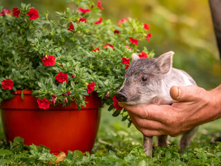 Small piglets mini-pigs in the hands of the owner. Colorful piglets