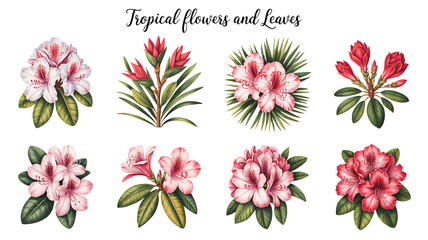 Collection of Rhododendron Flower Illustrations with Green Leaves