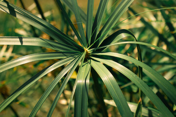 Papyrus plant with radiant green leaves fanning from tall stems, sunlit for a vibrant, tropical look—lush foliage with a soft, blurred background.