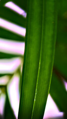 Fototapeta premium water drops on a leaf
