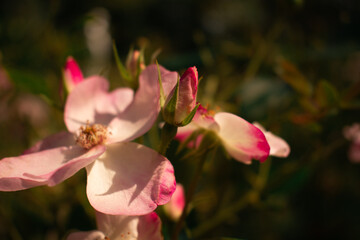 Pink rose in full bloom with golden stamens, set against a dark blurred background—vivid petals and soft greenery create elegant floral beauty.