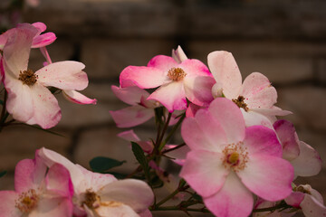 Pink rose in full bloom with golden stamens, set against a dark blurred background—vivid petals and soft greenery create elegant floral beauty.