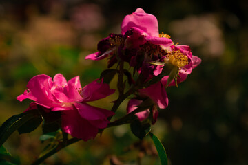 Pink rose in full bloom with golden stamens, set against a dark blurred background&mdash;vivid petals and soft greenery create elegant floral beauty.