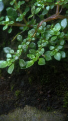rain drops on green leaf