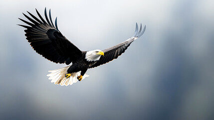 An eagle in flight against a cloudy gray sky. Concept of freedom, power, nature, wildlife.