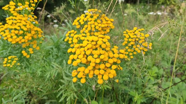 Field of blooming Tanacetum in natural light.