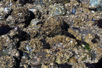 low tide closeup of barnacle 