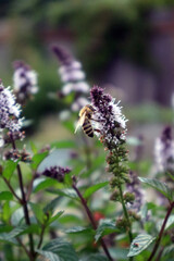 bee on mint