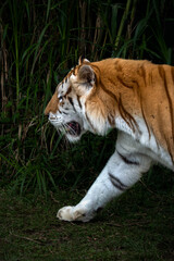Golden tabby tiger closeup face