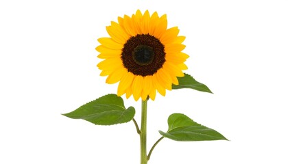 Obraz premium Bright sunflower against white