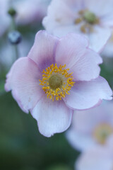 a japanese windflower in the summer garden