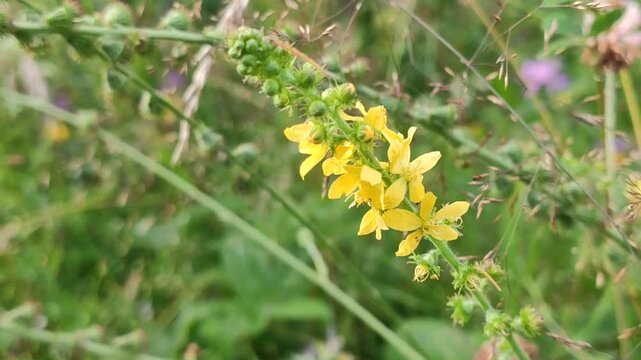 Agrimonia eupatoria, or agrimony plant. Medicinal herb. 