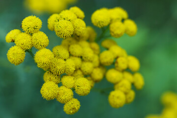 Yellow flowers of tansy close-up macro photography, shallow depth of field