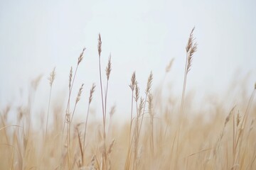 Fototapeta premium Serene field of wheat stalks under a pale sky evokes tranquility and natural beauty.