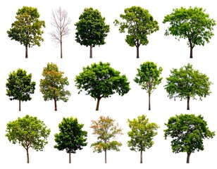 Fototapeta premium Collection of diverse trees against white background