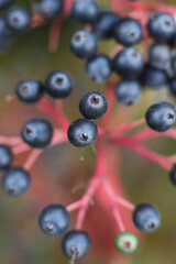 close up of  Cornus sanguinea, the common dogwood or bloody dogwood berries 