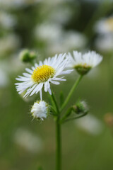 White daisies in the garden. Shallow depth of field.