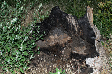 The stump burned out from the inside