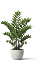 Obraz premium Elegant ZZ Plant Houseplant Minimalist Style