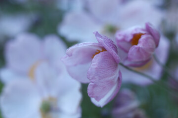 a japanese windflower in the summer garden