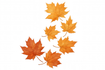 Six orange maple leaves falling down on a transparent background, perfect for autumn-themed designs