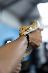 żółty wąż trzymany na rękach daje się głaskać