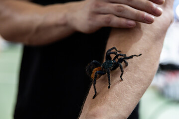 big dark spider is walking on the arm