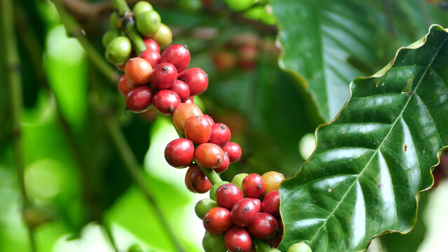 Coffee Cherries on a Branch: Ripe coffee cherries bursting with color cling to a leafy branch, showcasing the natural beauty and vibrancy of the coffee plant.