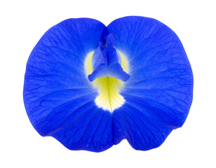 Obraz premium blue iris isolated on white