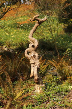 old tree trunk