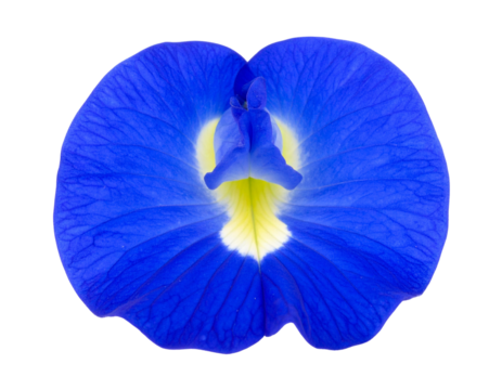 blue iris isolated on white