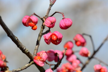 Euonymus hamiltonianus (Cham-bitsalnamu) fruit with vivid red seeds, a deciduous shrub valued for its medicinal and ornamental uses. Photographed in Korea.