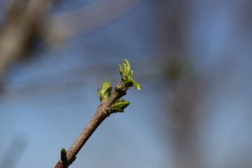Euonymus hamiltonianus (Cham-bitsalnamu) young shoot emerging in early spring, symbolizing seasonal renewal. Valued for ornamental beauty and medicinal uses. Photographed in Korea.