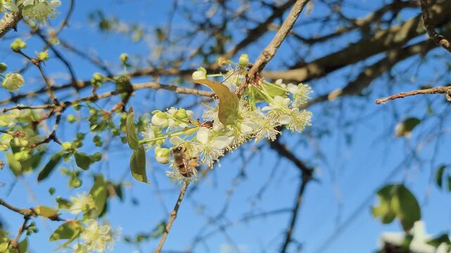White and yellow Surinam cherry flower with bee carrying pollen, nectar and propolis collected from the flowers and carrying on its hind legs, food for the bees and transformed into honey