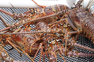 Close Up of Freshly Caught Caribbean Spiny Lobsters in Net
