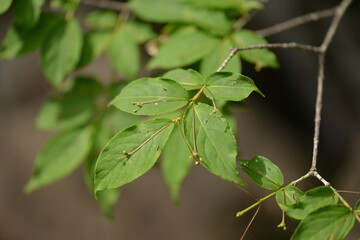 Euonymus verrucosus (Hoe-moknamu) leaves, a deciduous shrub with medicinal uses for anti-inflammatory and blood circulation benefits. Photographed in Korea.