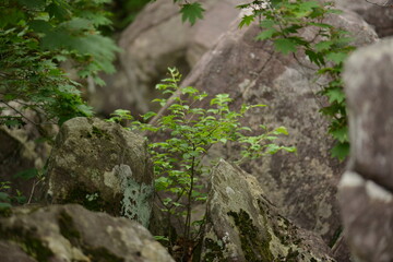 Euonymus verrucosus (Hoe-moknamu) whole tree, a medicinal deciduous shrub known for anti-inflammatory and circulatory benefits. Photographed in Korea.