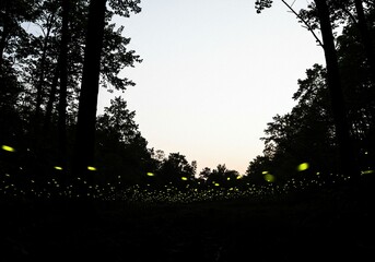 A field of fireflies glowing in the dark forest at twilight