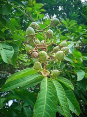 Close-up of green fruits or seed pods on a leafy branch, set against lush foliage—natural texture and botanical detail in a garden environment.