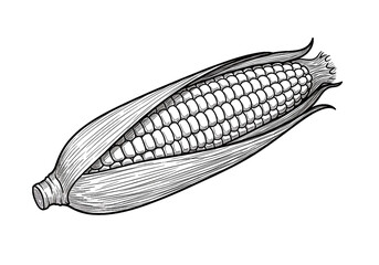Vintage Ink Drawing of Corn on the Cob, Rustic, Farm-Fresh Illustration.